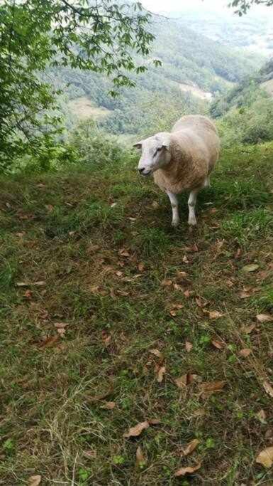 Asturias Boho Chic Διαμέρισμα Aller Εξωτερικό φωτογραφία